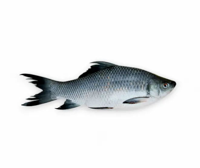Black Rohu Fish (Kalibaus)
