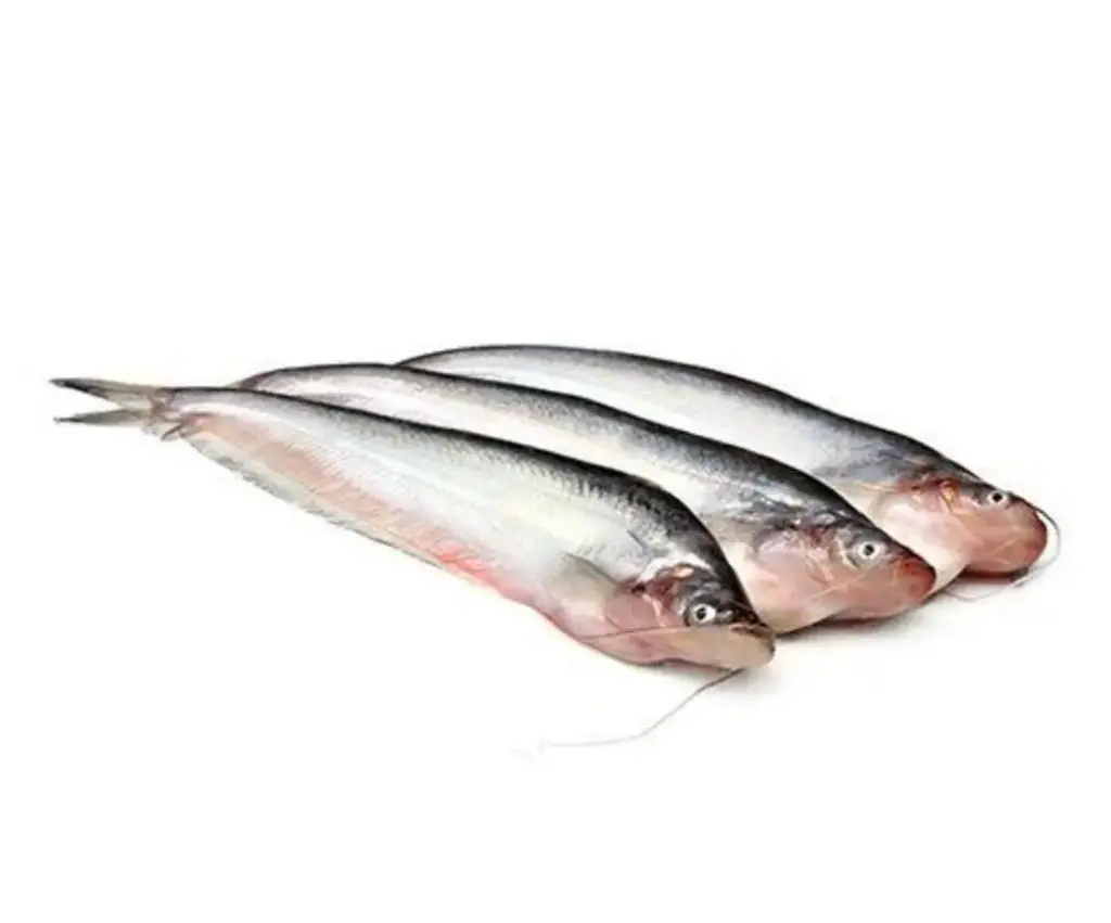 Pabda Fish