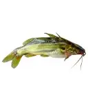 Stripped Dwarf Catfish Fish(Tengra)