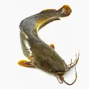Walking Catfish (Magur Fish)