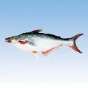 Pangas CatFish
