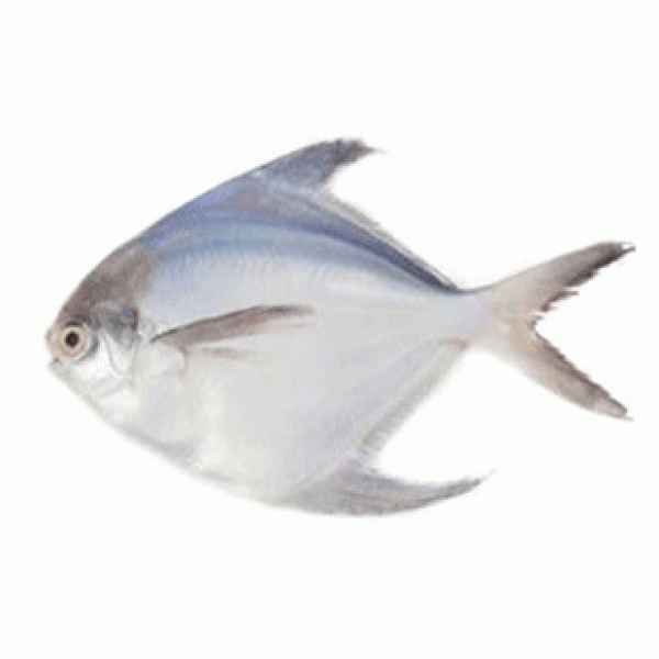 Rupchanda Fish