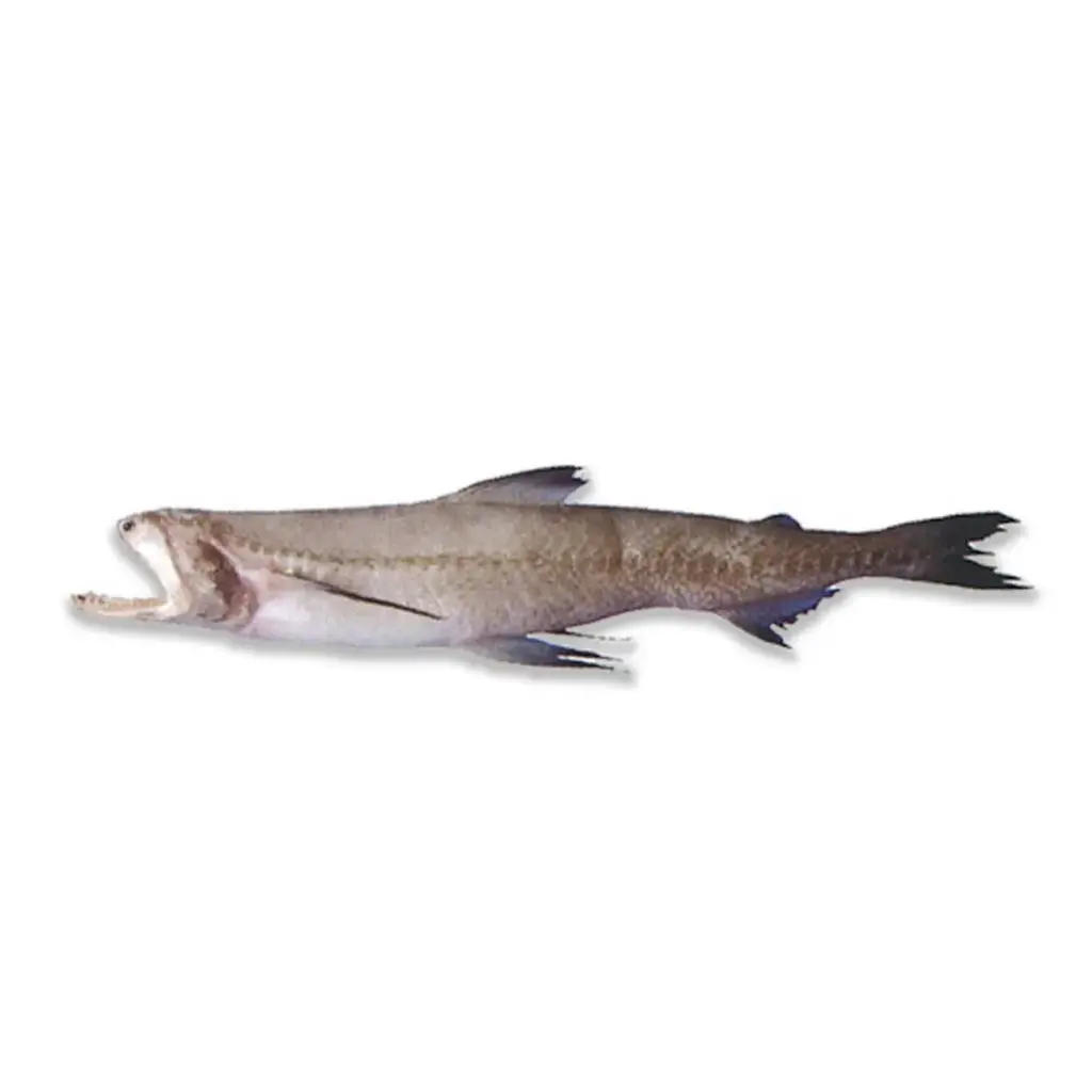 Bombay Duck Fish (Loitta Fish)