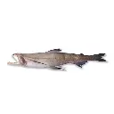 Bombay Duck Fish (Loitta Fish)