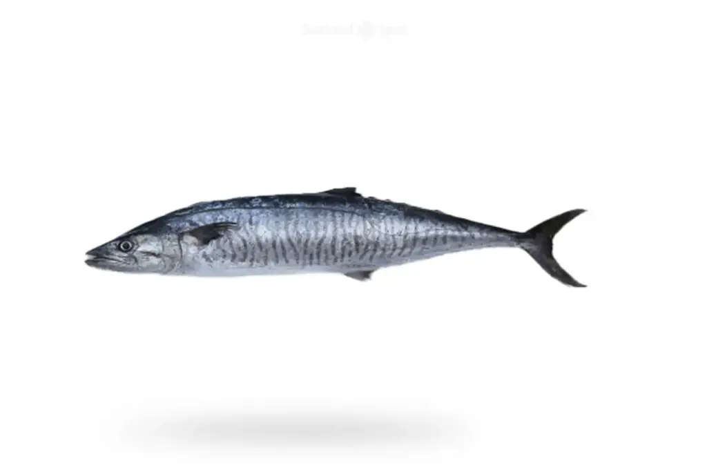 King Mackerel (Surma Fish)