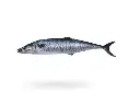 King Mackerel (Surma Fish)