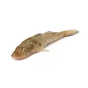 Sandy Goby (Baila Fish)
