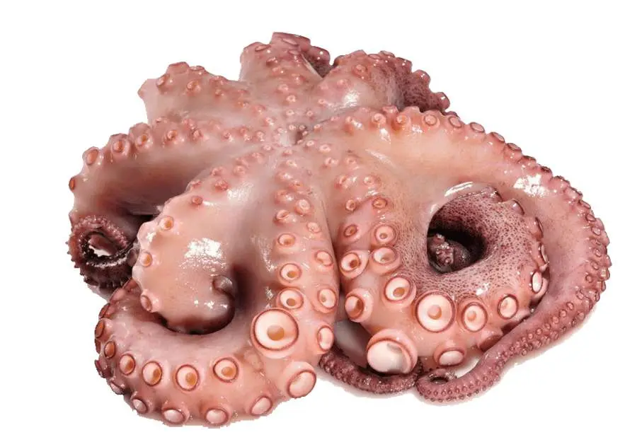 Octopus 