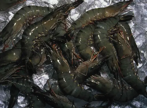 Black Tiger Prawns(Bagda)