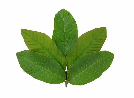 Guava Leaves