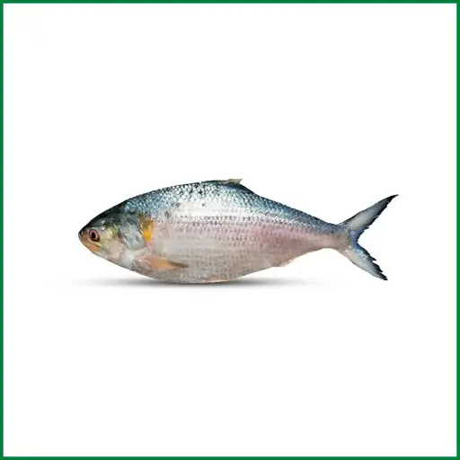 Hilsha Fish (Illish)