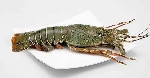 Lobster