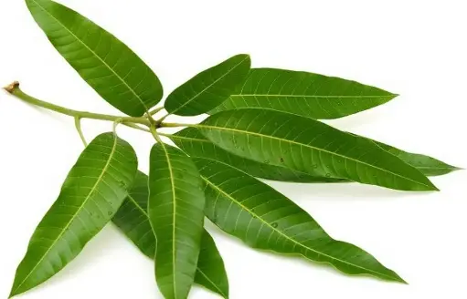 Mango Leaves