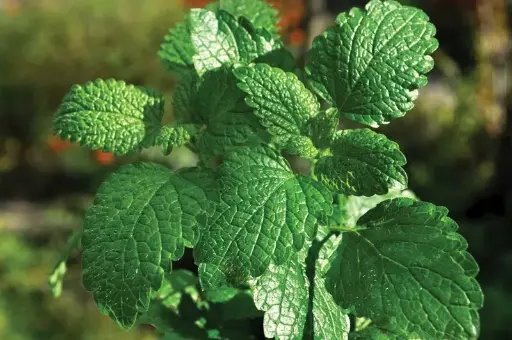 Mint Leaves