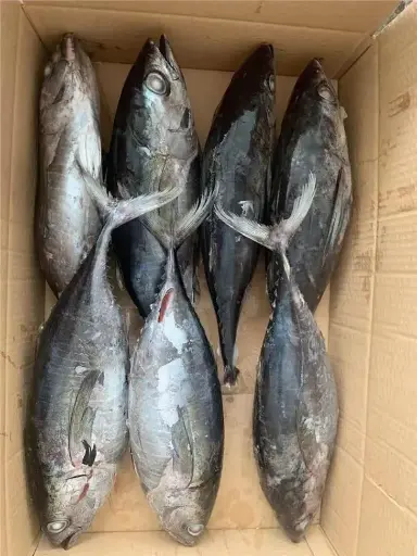 Tuna 