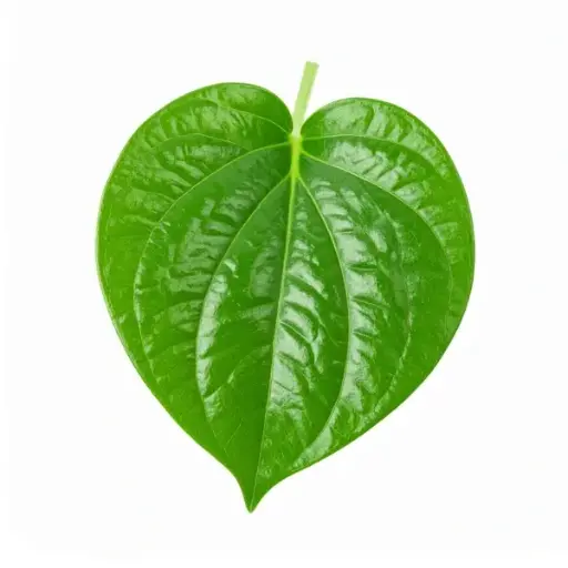 Betel Leaf 