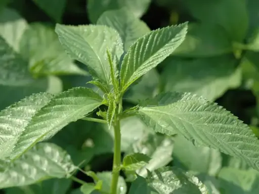 Jute Leaves