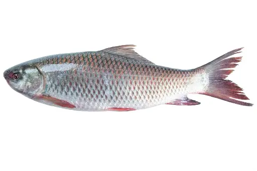 Mrigal Fish