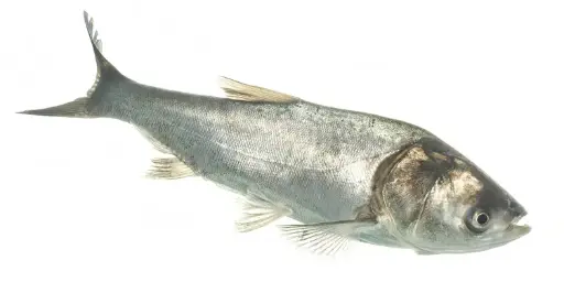 Silver Carp