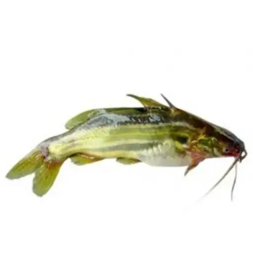 Stripped Dwarf Catfish Fish(Tengra)