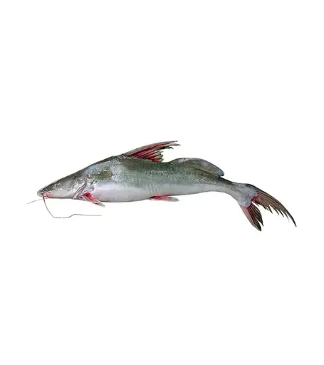 Long-Whiskered Catfish 	​(Aier Fish)