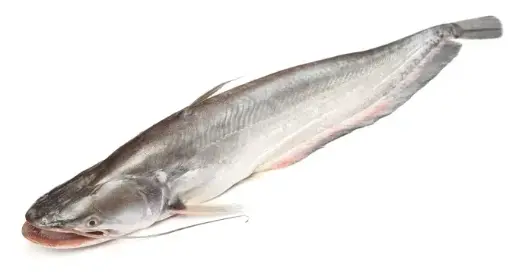 Helicopter Fish (Boal)