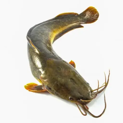 Walking Catfish (Magur Fish)