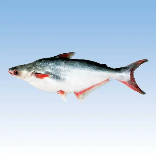 Pangas CatFish