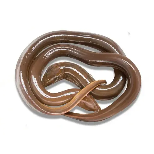 Gangetic Mud eel (Kuchia Fish)