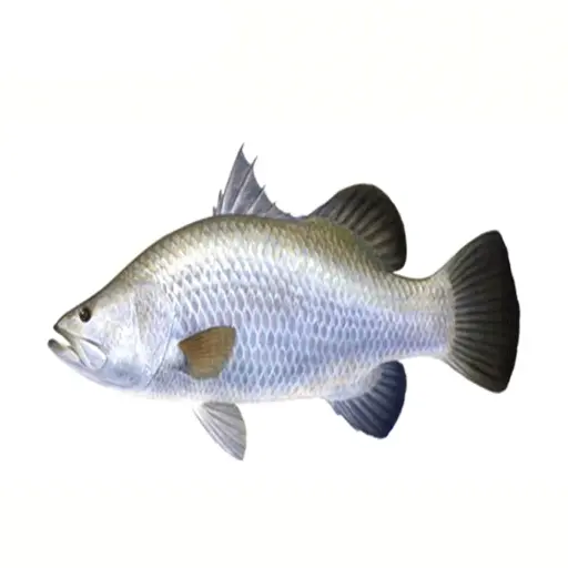Barramundi Fish (Vetki or Koral Fish)