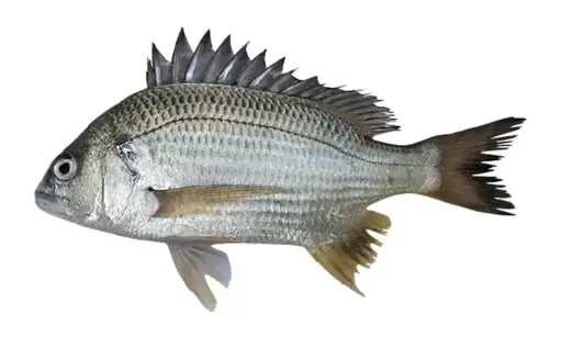 Datina Fish